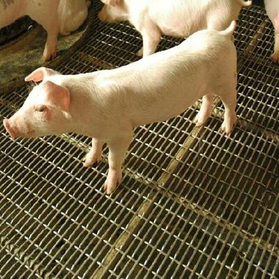 Harga yang bagus Kawat Grizzly Berlubang Layar Lubang Persegi Lembaran Karbon Besi Hitam Bergelombang Tenun Baja Tahan Karat Tenun Kawat Berkerut untuk Dinding Babi on line